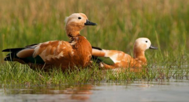 Oheň červené kachny